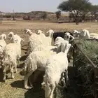 غنم متابيع ودفيع