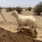 طلي مشروع فحل صنف