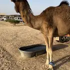 لبيع لقحه الموقع المضه