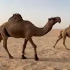 بعير فحل اصفر السن سديس على جميع الشروط