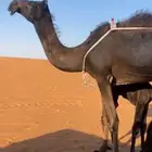 خلفه مجهم بكر