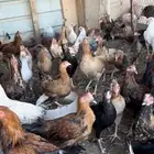 دجاج بشاير عمارهن 6 شهور العدد تقريبن 70 الى 75