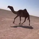 للبيع لقحه صفر ا ملاقي كفوو