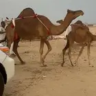 خلفه ساحليه مصغر كفو