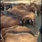 ذبيحه ذبايح ذبائح تيوس خرفان خيرات المدينه للذبايح