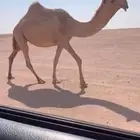 للبيع لقحه شعلا ملاقي كفووو