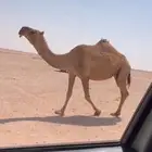 للبيع لقحه حمرا ملاقي كفووو
