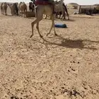 ركبي طوع