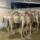 حشوان