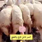 ذبائح فاخره بالربع والنص وذبيحة كامله