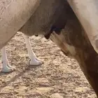 لقحه ملاقي