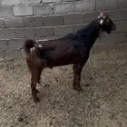 تيس فحل