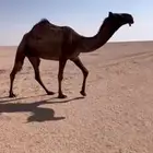 للبيع ضريبه بكره صفرا ثنيه كفوو