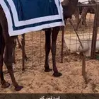 قعود مجهم كفو