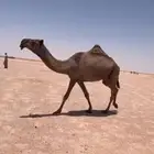 للبيع بكره صفرا ثنيه كفووو