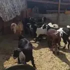 تيوس للبيع