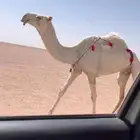 للبيع اعشرا باتليه كفووو
