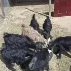 تيوس للبيع