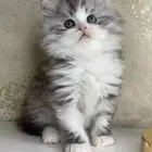 بيكي فيس سكوتش بيرشن هملايا شيرازي هاف بيكي قطط قطه قطو بسه