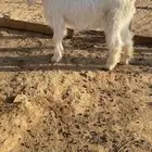 جفره بيضا طييبه