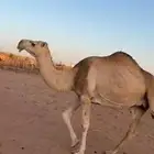 الناقة للبيع