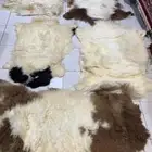 جواعد طبيعيه سوريا