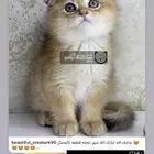 يكوتش فولد قولد كيتن قطط صغيره قطوه قط قطو قطه سكوتش قطو