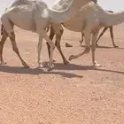 للبيع بكره حقه باتليه كفووو