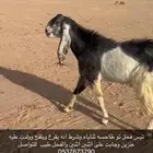 تيس فحل صنف
