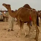 ناقه خلفه ساحليه