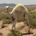 للبيع قعود لباني عمره سبع شهور الموقع غرب العقله