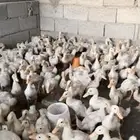بط بكيني سوبر جامبو ( مبااع )