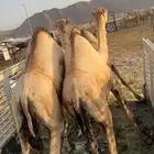 قعدان مفاريد مغلقه. زواجات