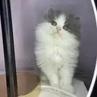 بيكي فيس هاف بيكي راغدول هملايا شيرازي سكوتش قطط قط قطوه