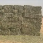 برسيم صافي سعر خاص شمال جدة