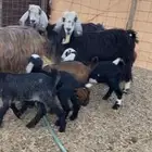 للبيع معزا مواليد