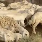 للبيع عنم خلفات 31 يتبعها 31