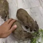 وبرانن اليفه
