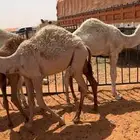 قعدان للبيع