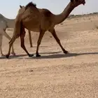 بكره لقيه