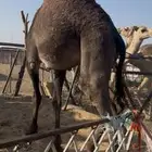 قعدان مقفله شحم وبكار