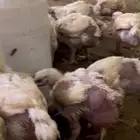 دجاج لاحم للبيع