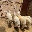 طليان للبيع