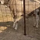 حيسل فاخر مستقبل فحل