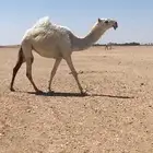 ابل