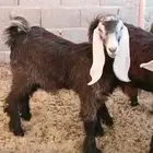 بريده