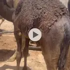 قعودين للبيع