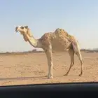 شقحا ضروبه كفو