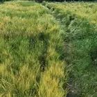 شعير عربي وقمح نجراني فاخر طبيخ وصنيع