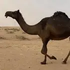 لقحه مجهم تلاقي بشهر 7